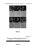 MUTANT PROTEINS OF THE F PROTEIN OF PIV-5 AND PIV-2 diagram and image