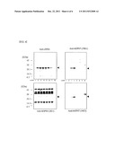 MONOCLONAL ANTIBODY AND USE THEREOF diagram and image