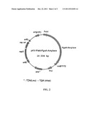 CONSISTENT HIGH EXPRESSION VECTOR CONTAINING REP E MUTATED GENE diagram and image