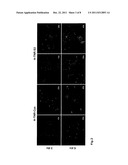 METHOD FOR ISOLATING NEURAL CELLS WITH TENASCIN-R COMPOUNDS diagram and image