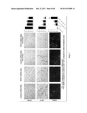 HDL Particles for Delivery of Nucleic Acids diagram and image