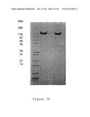 BChE ALBUMIN FUSIONS FOR THE TREATMENT OF COCAINE ABUSE diagram and image