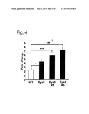 METHOD FOR IDENTIFYING AGENTS FOR INHIBITING CELL MOTILITY AND     INVASIVENESS diagram and image