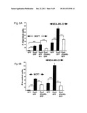 METHOD FOR IDENTIFYING AGENTS FOR INHIBITING CELL MOTILITY AND     INVASIVENESS diagram and image