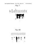DNA AND PROTEINS OR PEPTIDES SPECIFIC OF BACTERIA OF THE NEISSERIA     MENINGITIDIS SPECIES, METHODS FOR OBTAINING THEM AND BIOLOGICAL     APPLICATIONS THEREOF diagram and image