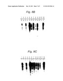 DNA AND PROTEINS OR PEPTIDES SPECIFIC OF BACTERIA OF THE NEISSERIA     MENINGITIDIS SPECIES, METHODS FOR OBTAINING THEM AND BIOLOGICAL     APPLICATIONS THEREOF diagram and image