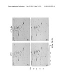 DOWN-REGULATION OF COLD SHOCK PROTEINS FOR CANCER TREATMENT diagram and image