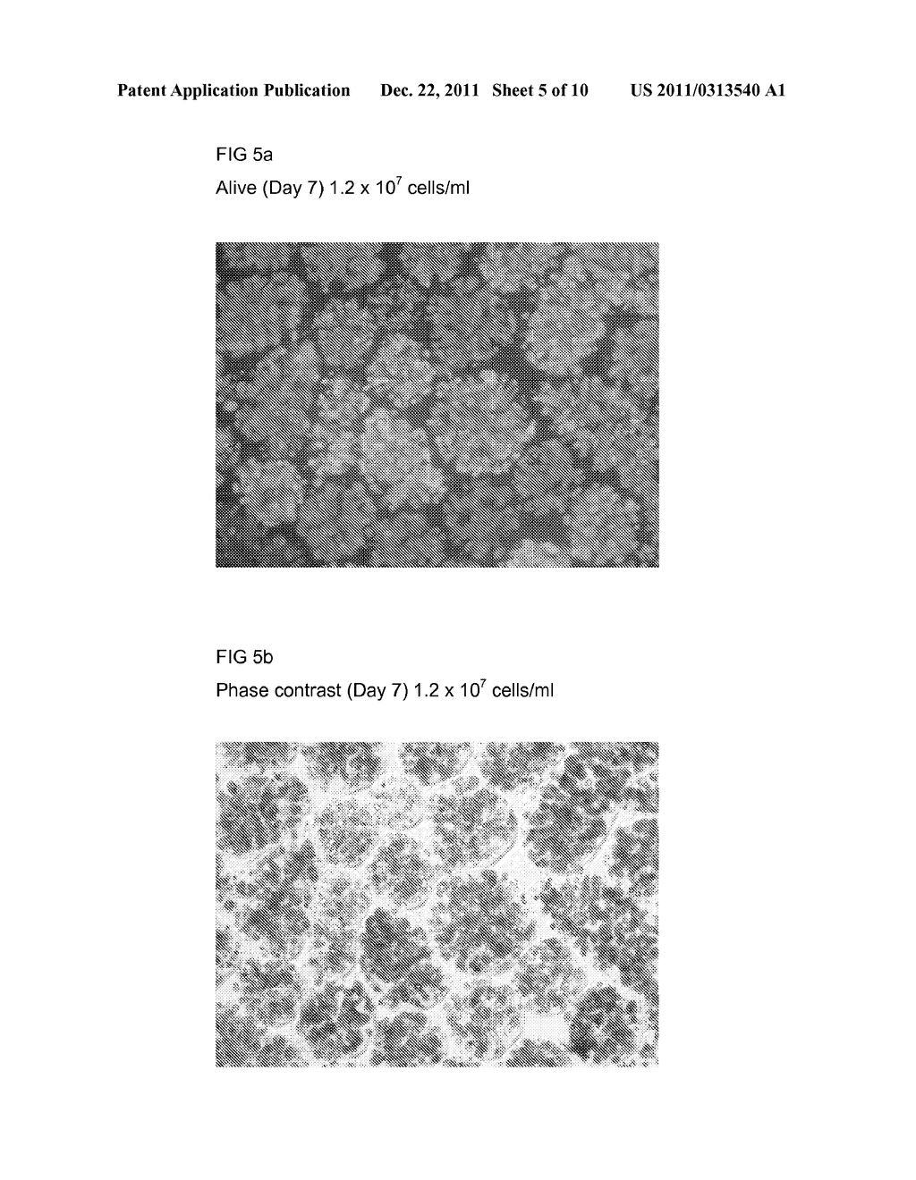  IN OR RELATING TO GROWING CELLS - diagram, schematic, and image 06