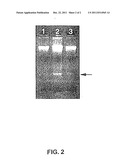 Method for Isolating Cell-Type Specific mRNAS diagram and image