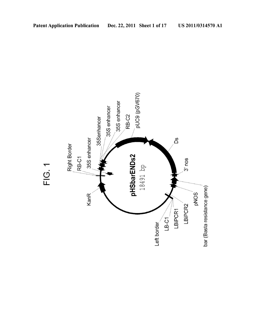 DROUGHT TOLERANT PLANTS AND RELATED CONSTRUCTS AND METHODS INVOLVING GENES     ENCODING ZINC-FINGER (C3HC4-TYPE RING FINGER)  FAMILY POLYPEPTIDES - diagram, schematic, and image 02