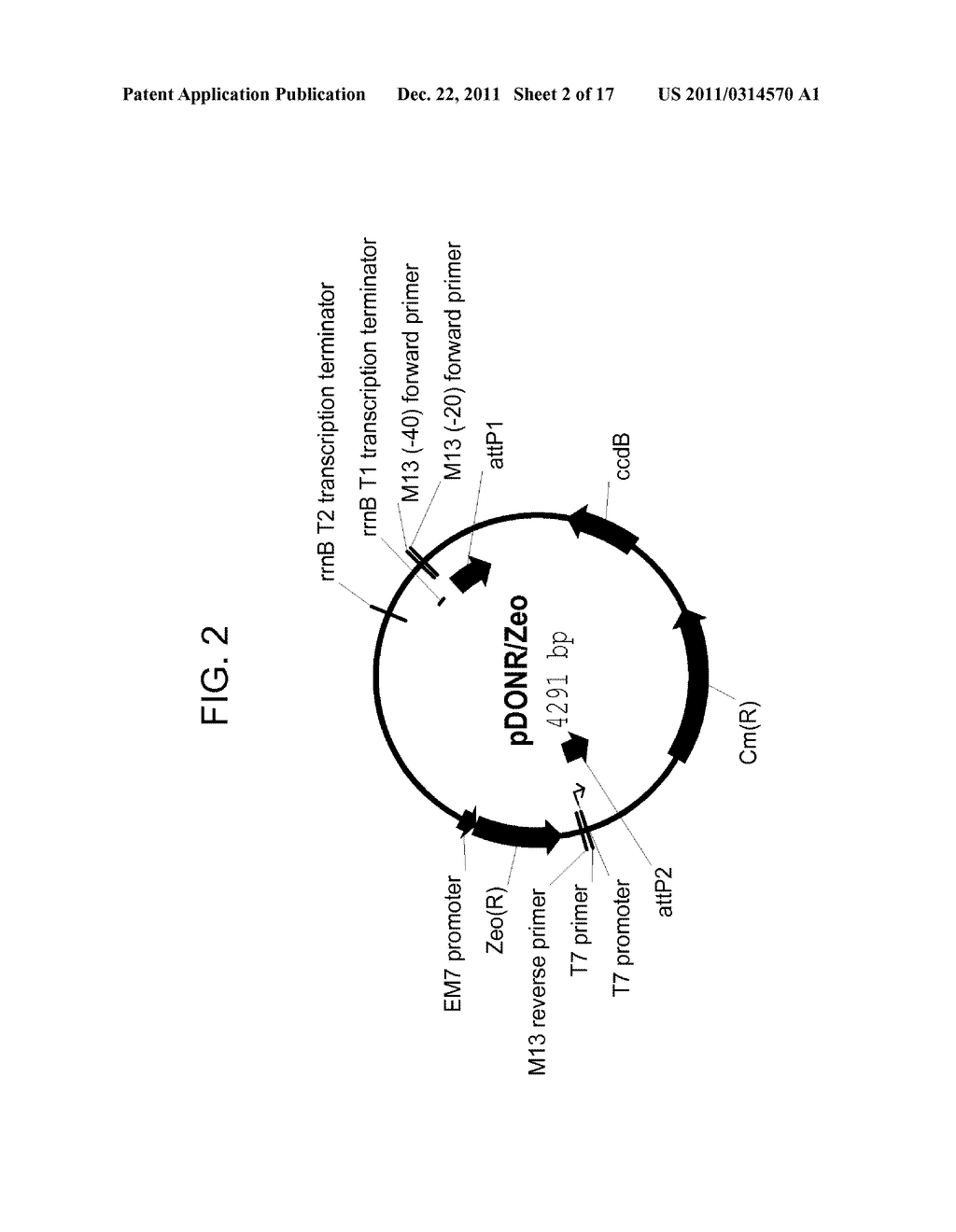 DROUGHT TOLERANT PLANTS AND RELATED CONSTRUCTS AND METHODS INVOLVING GENES     ENCODING ZINC-FINGER (C3HC4-TYPE RING FINGER)  FAMILY POLYPEPTIDES - diagram, schematic, and image 03