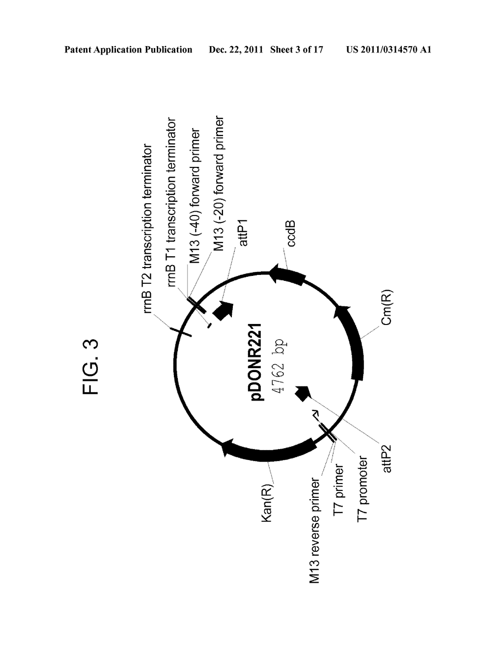 DROUGHT TOLERANT PLANTS AND RELATED CONSTRUCTS AND METHODS INVOLVING GENES     ENCODING ZINC-FINGER (C3HC4-TYPE RING FINGER)  FAMILY POLYPEPTIDES - diagram, schematic, and image 04