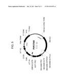 DROUGHT TOLERANT PLANTS AND RELATED CONSTRUCTS AND METHODS INVOLVING GENES     ENCODING ZINC-FINGER (C3HC4-TYPE RING FINGER)  FAMILY POLYPEPTIDES diagram and image