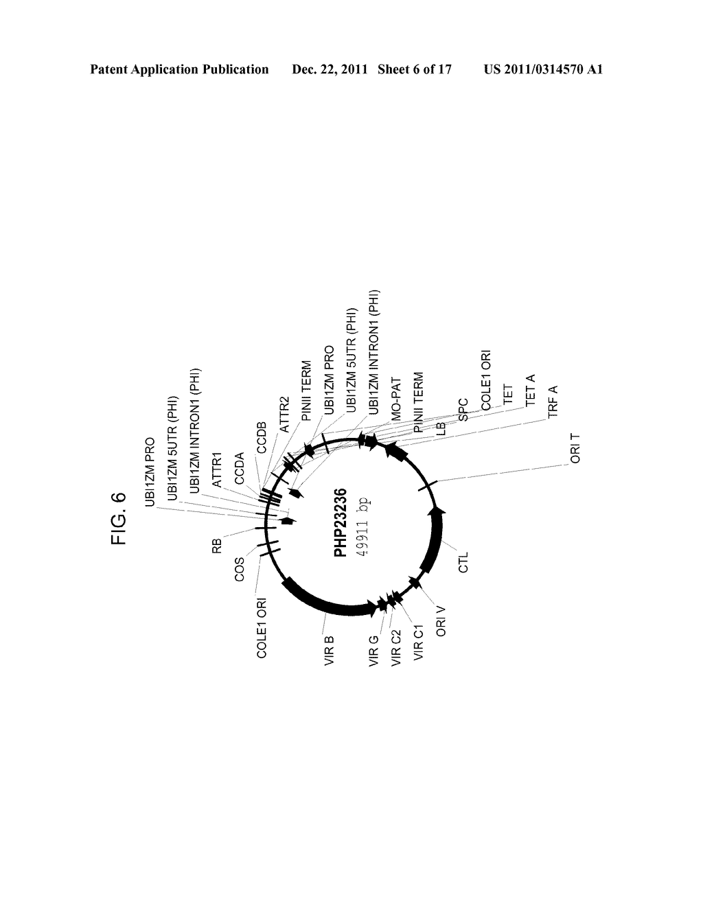 DROUGHT TOLERANT PLANTS AND RELATED CONSTRUCTS AND METHODS INVOLVING GENES     ENCODING ZINC-FINGER (C3HC4-TYPE RING FINGER)  FAMILY POLYPEPTIDES - diagram, schematic, and image 07