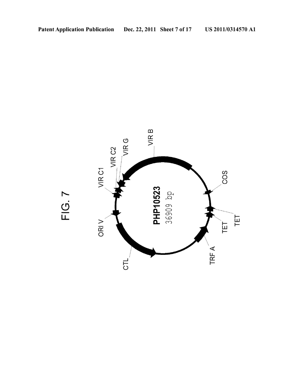 DROUGHT TOLERANT PLANTS AND RELATED CONSTRUCTS AND METHODS INVOLVING GENES     ENCODING ZINC-FINGER (C3HC4-TYPE RING FINGER)  FAMILY POLYPEPTIDES - diagram, schematic, and image 08