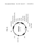 DROUGHT TOLERANT PLANTS AND RELATED CONSTRUCTS AND METHODS INVOLVING GENES     ENCODING ZINC-FINGER (C3HC4-TYPE RING FINGER)  FAMILY POLYPEPTIDES diagram and image