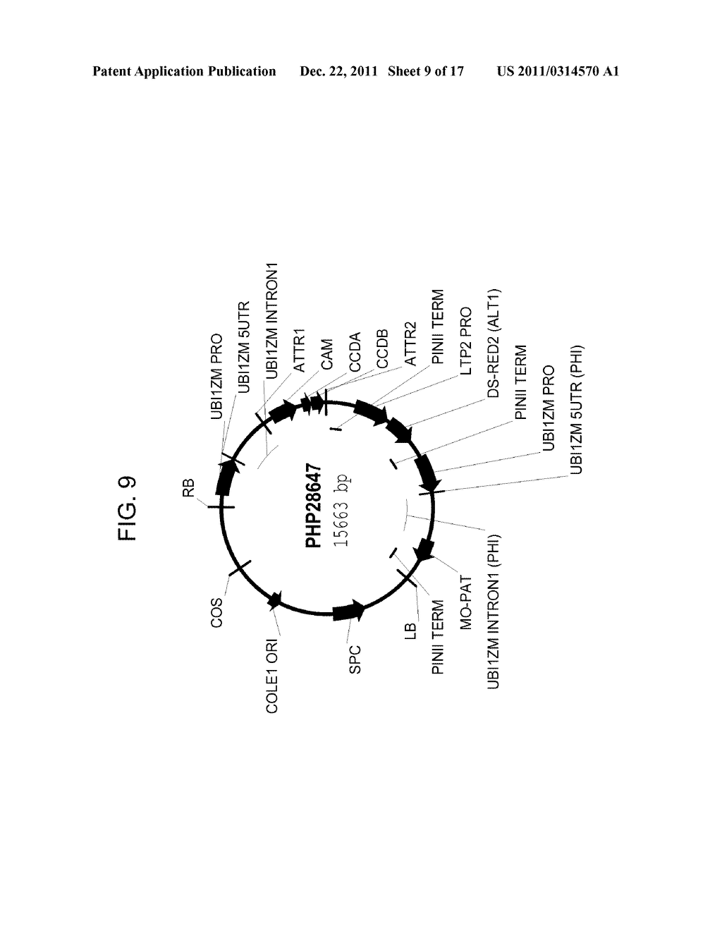 DROUGHT TOLERANT PLANTS AND RELATED CONSTRUCTS AND METHODS INVOLVING GENES     ENCODING ZINC-FINGER (C3HC4-TYPE RING FINGER)  FAMILY POLYPEPTIDES - diagram, schematic, and image 10