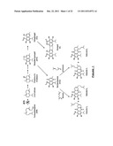 COTTON PLANT WITH SEED-SPECIFIC REDUCTION IN GOSSYPOL diagram and image