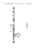 COTTON PLANT WITH SEED-SPECIFIC REDUCTION IN GOSSYPOL diagram and image