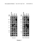 COTTON PLANT WITH SEED-SPECIFIC REDUCTION IN GOSSYPOL diagram and image