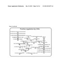 SCREENING METHOD FOR IDENTIFYING GENES INVOLVED IN PLANT CELL CYCLE diagram and image