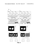 DISPLAY BACKLIGHTS WITH ADJUSTABLE NARROW VIEWING ANGLE diagram and image