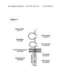 METHODS AND COMPOSITIONS FOR DIAGNOSIS AND TREATMENT OF CANCER diagram and image