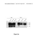 TUMOR-SELECTIVE E1A AND E1B MUTANTS diagram and image