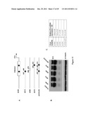 TUMOR-SELECTIVE E1A AND E1B MUTANTS diagram and image