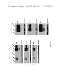 TUMOR-SELECTIVE E1A AND E1B MUTANTS diagram and image