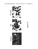 TUMOR-SELECTIVE E1A AND E1B MUTANTS diagram and image