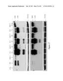 TUMOR-SELECTIVE E1A AND E1B MUTANTS diagram and image