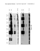 TUMOR-SELECTIVE E1A AND E1B MUTANTS diagram and image