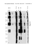 TUMOR-SELECTIVE E1A AND E1B MUTANTS diagram and image