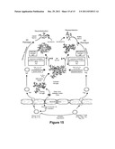 Modulation of Splenocytes in Cell Therapy for Traumatic Brain Injury diagram and image