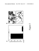 DEGLYCOSYLATED ANTIBODIES diagram and image