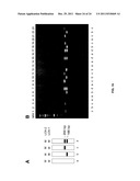 Barley with reduced lipoxygenase activity and beverage prepared therefrom diagram and image
