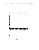 GENETIC MARKER FOR DETECTION OF HUMAN PAPILLOMAVIRUS diagram and image