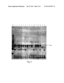 GENETIC MARKER FOR DETECTION OF HUMAN PAPILLOMAVIRUS diagram and image