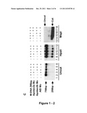 IDENTIFICATION AND REGULATION OF A NOVEL DNA DEMETHYLASE SYSTEM diagram and image