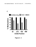 IDENTIFICATION AND REGULATION OF A NOVEL DNA DEMETHYLASE SYSTEM diagram and image