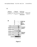 IDENTIFICATION AND REGULATION OF A NOVEL DNA DEMETHYLASE SYSTEM diagram and image