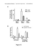 IDENTIFICATION AND REGULATION OF A NOVEL DNA DEMETHYLASE SYSTEM diagram and image