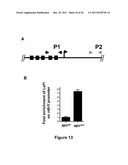 IDENTIFICATION AND REGULATION OF A NOVEL DNA DEMETHYLASE SYSTEM diagram and image