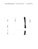 METHOD FOR IMPROVING THE YEILD OF A POLYPEPTIDE diagram and image