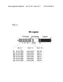 PROKARYOTIC DNA REPAIR LIGASES diagram and image