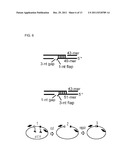 PROKARYOTIC DNA REPAIR LIGASES diagram and image