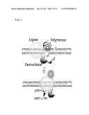 PROKARYOTIC DNA REPAIR LIGASES diagram and image