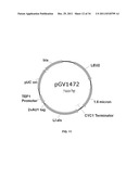 YEAST ORGANISM PRODUCING ISOBUTANOL AT A HIGH YIELD diagram and image