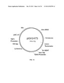 YEAST ORGANISM PRODUCING ISOBUTANOL AT A HIGH YIELD diagram and image